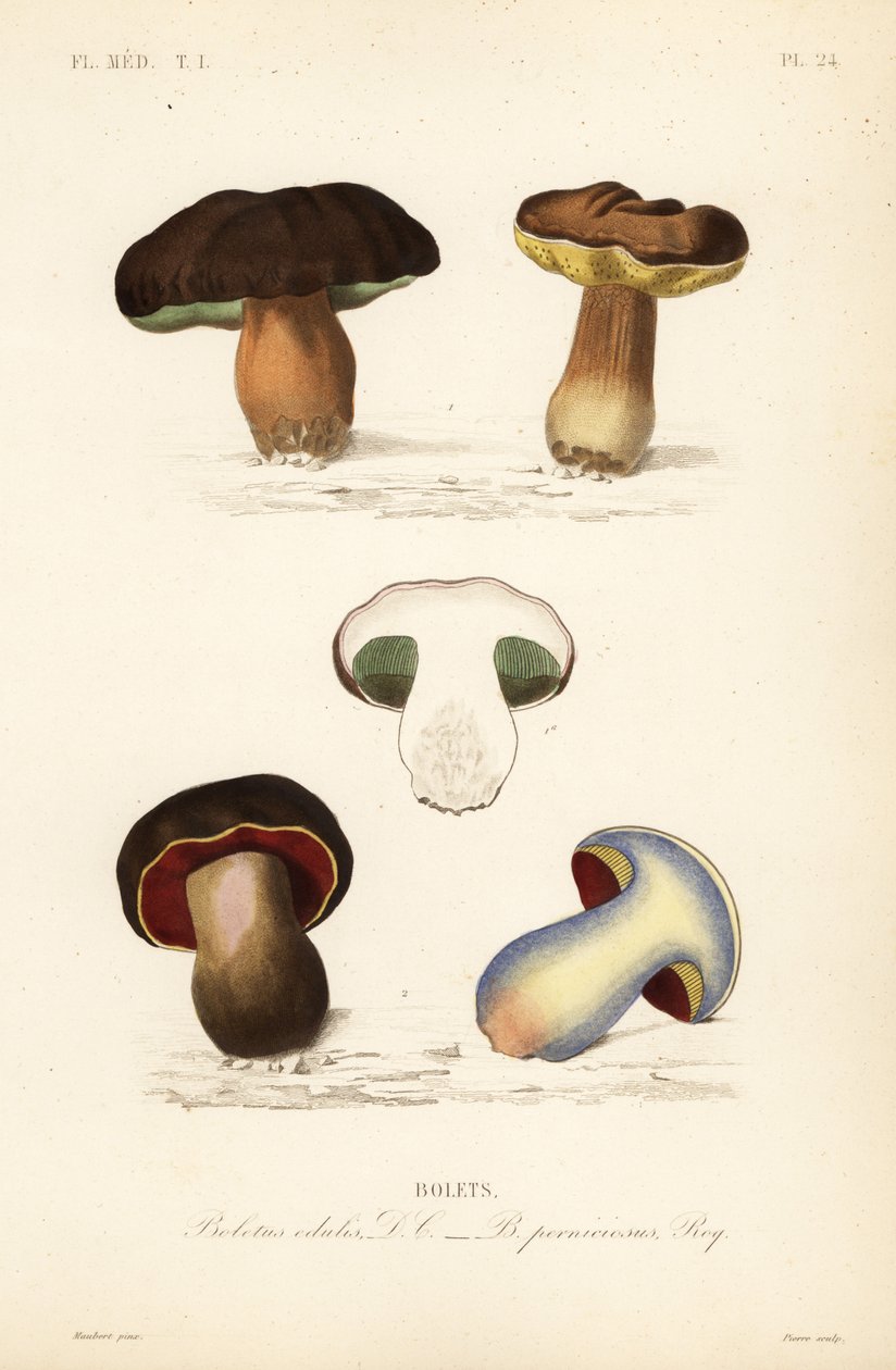 Kuruş topuz veya porcini mantarı, Boletus edulis ve korkunç bolete, Suillellus luridus, Boletus perniciosus by Unbekannt