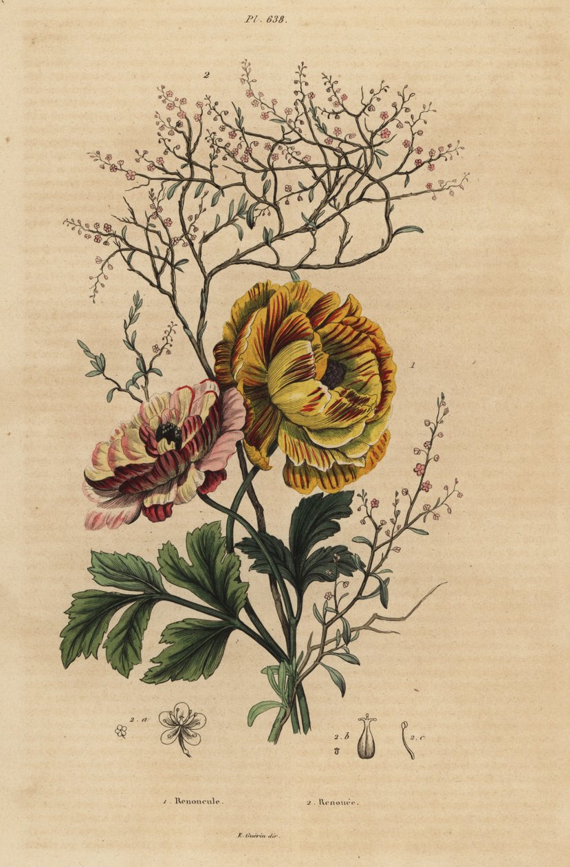 Farsça düğün çiçeği, Ranunculus asiaticus 1 ve Çin çivit, Persicaria tinctoria 2. Renoncule, Renouee by Unbekannt