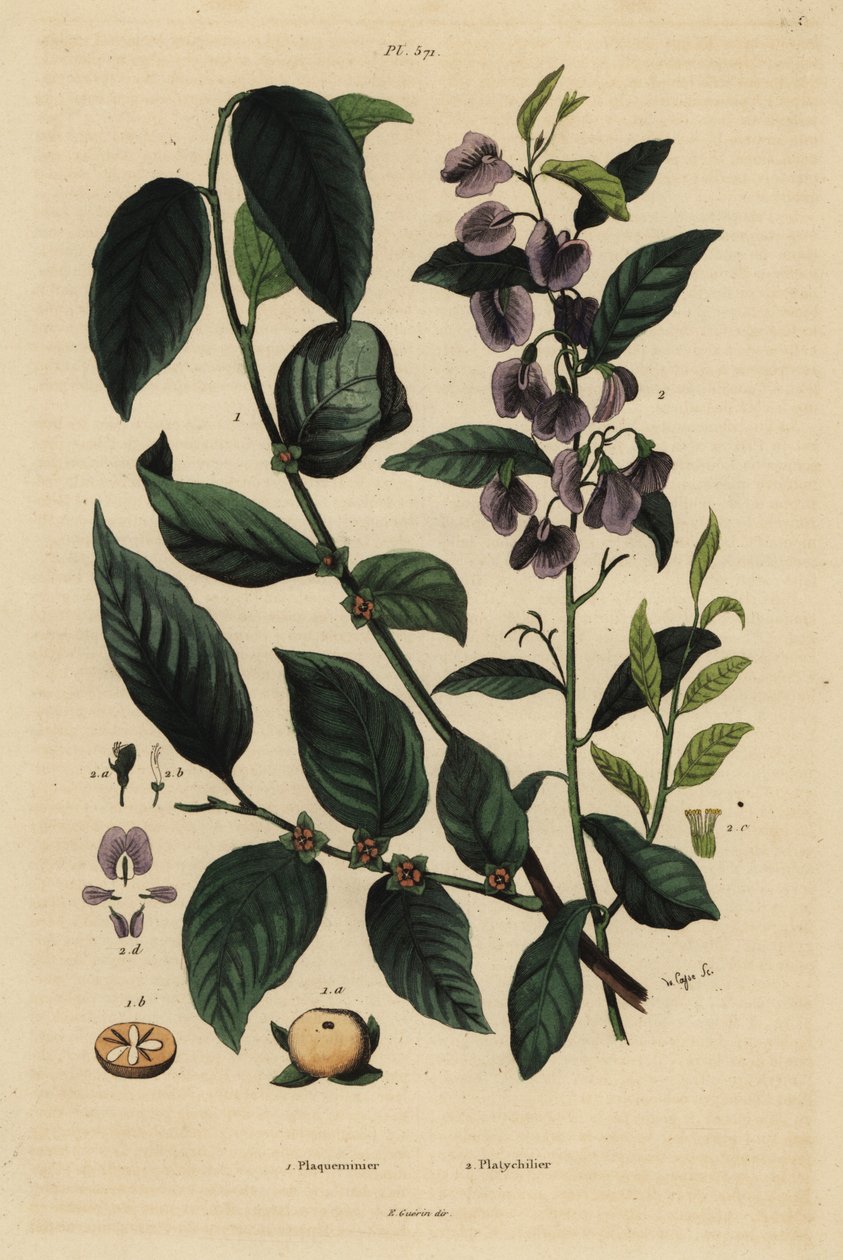 Trabzon hurması, Dospyros kaki 1 ve ağaç hovea veya karri mavi çalı, Hovea elliptica Platychilum celsianum 2. Plaqueminier, Platychilier by Unbekannt