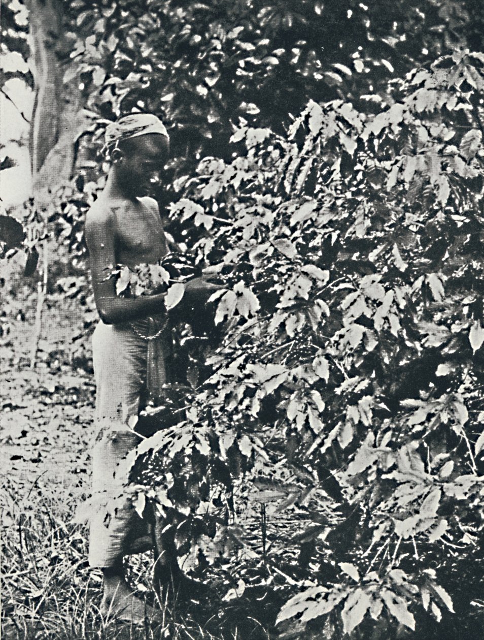 Kahve Toplama, 1916 by Unbekannt