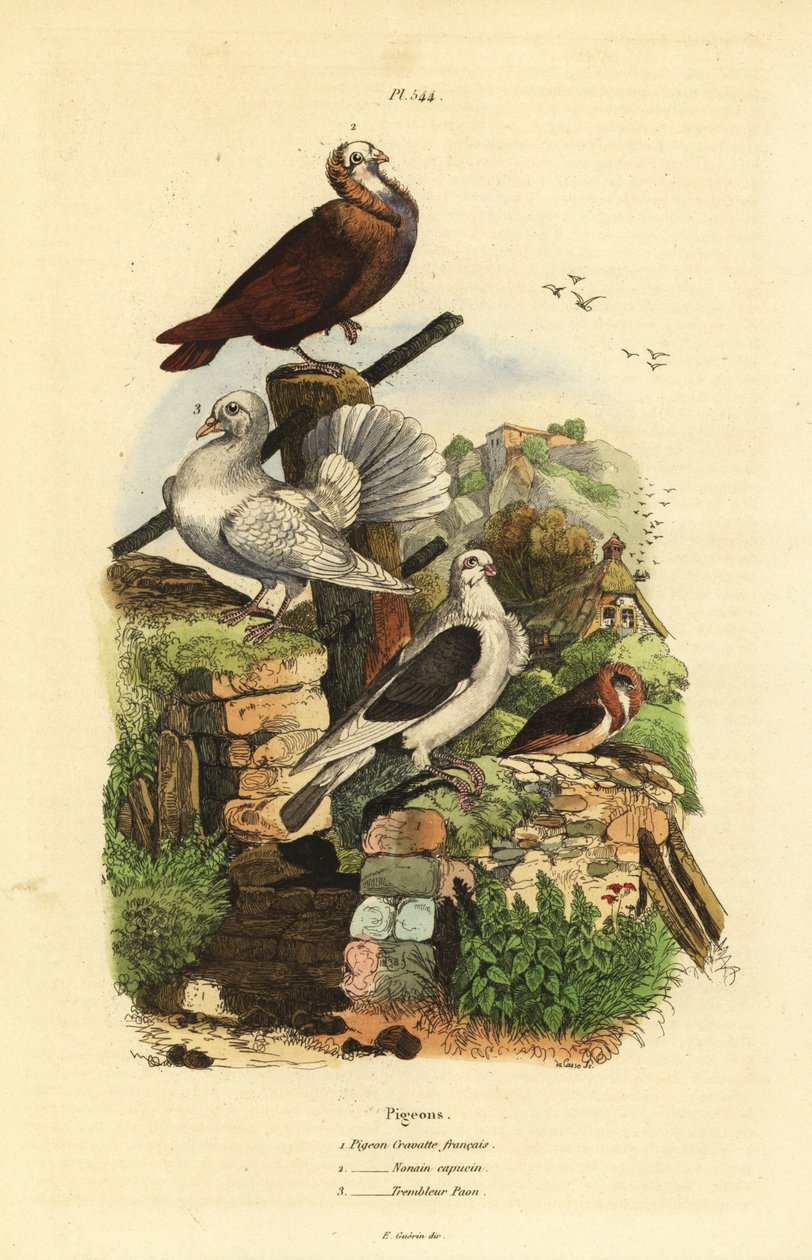 Güvercin Columba livia ırkları: cravatte francais, nonain capucin, trembleur paon by Unbekannt