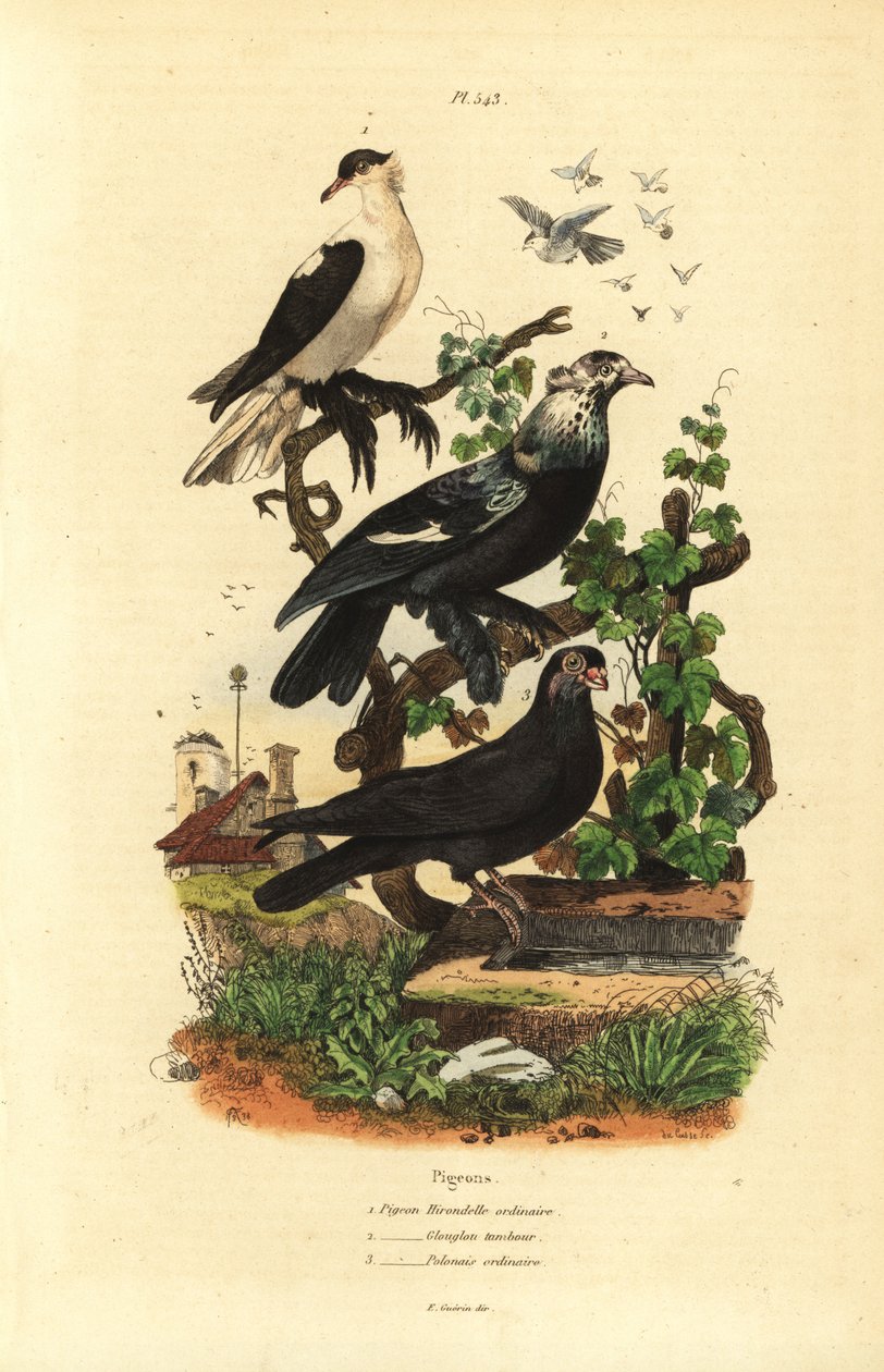Güvercin çeşitleri, Columba livia: kırlangıç, gurgling davul, direk by Unbekannt