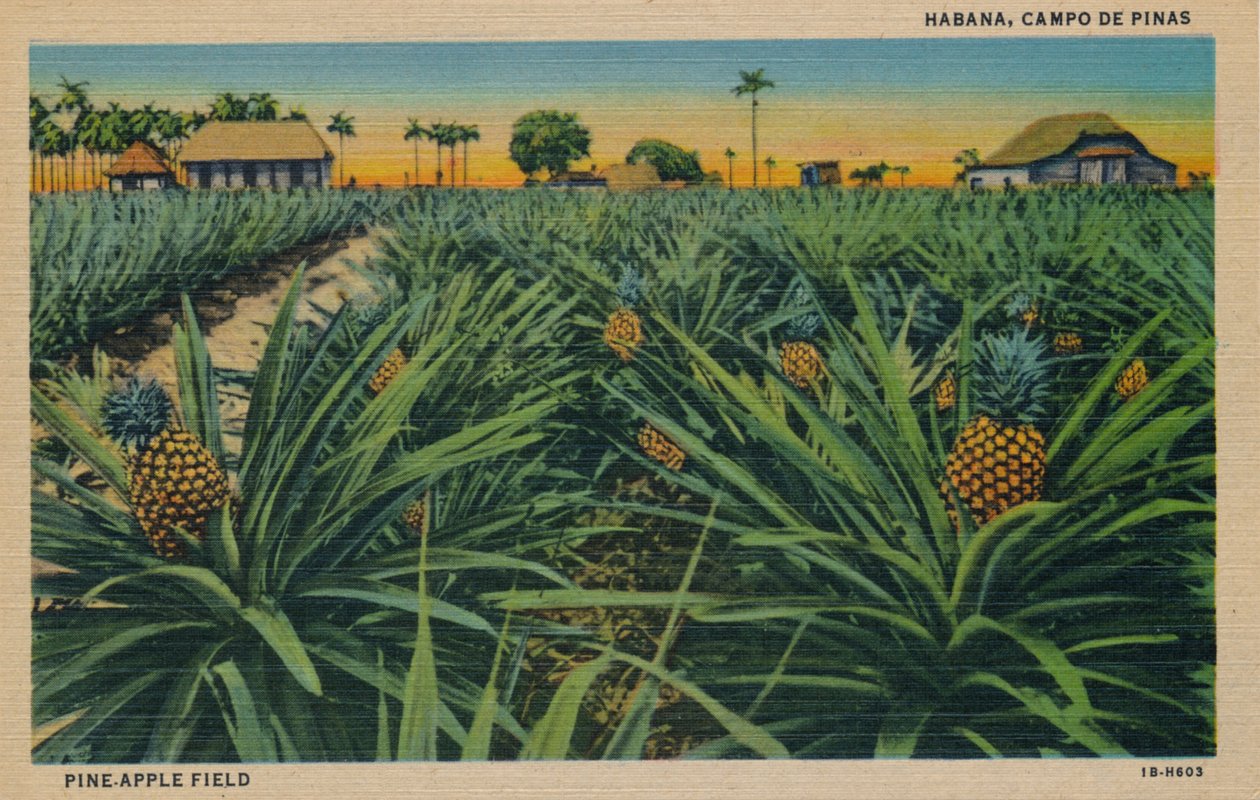 Çam Elma Tarlası - Havana, Campo De Pinas, c1910 by Unbekannt