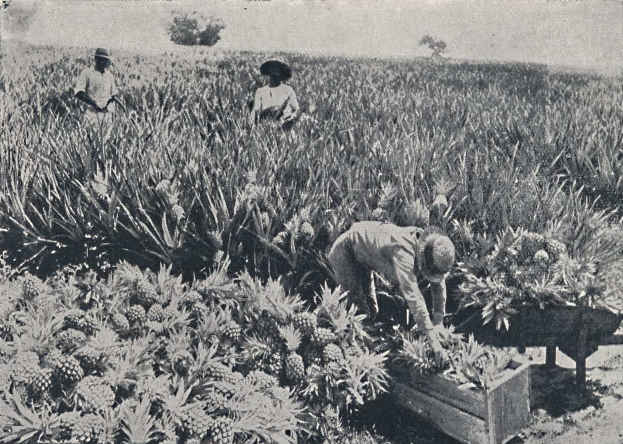 Çam Elma Tarlası, Queensland, 1923. by Unbekannt