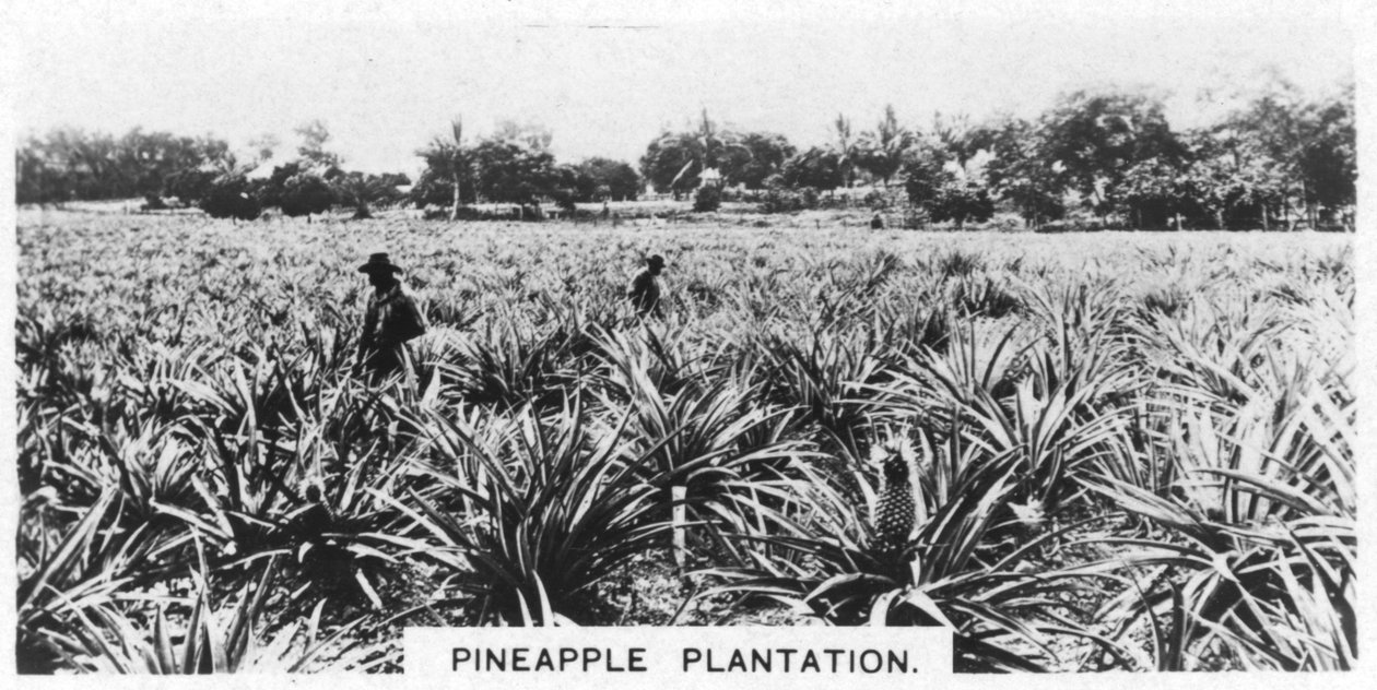 Ananas ekimi, Avustralya, 1928 by Unbekannt