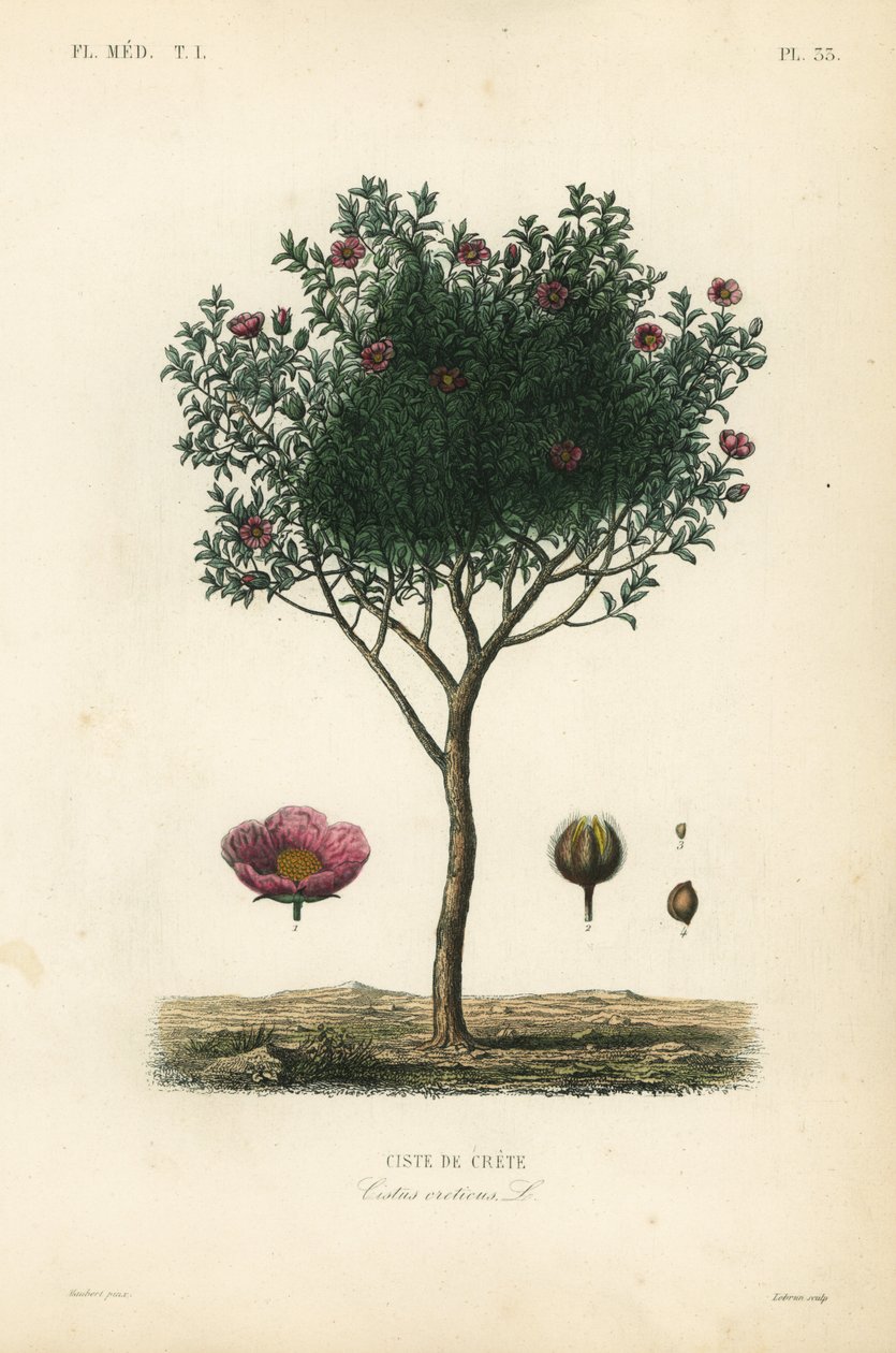 Pembe kaya gülü veya ağarmış kaya gülü, Cistus creticus, Ciste de Crete by Unbekannt