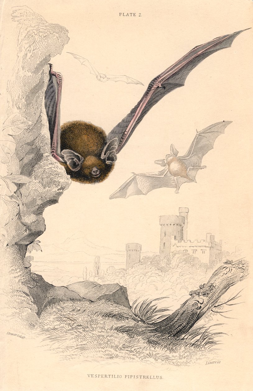 Pipistrelle yarasa Pipistrellus pipistrellus, 1828 by Unbekannt