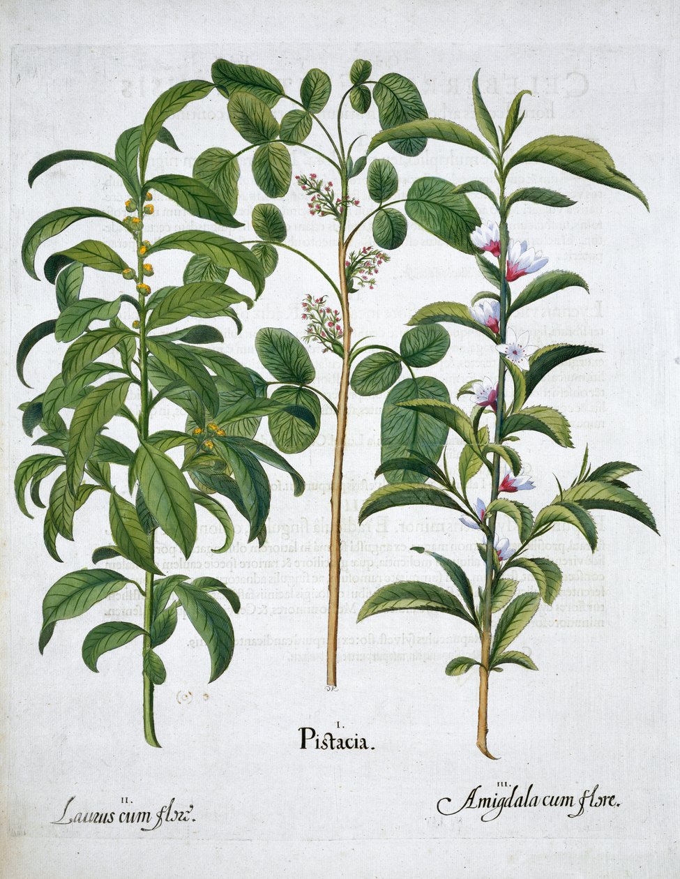 Fıstık, Defne Ağacı Laurus Nobilis ve Badem, 1613 by Unbekannt