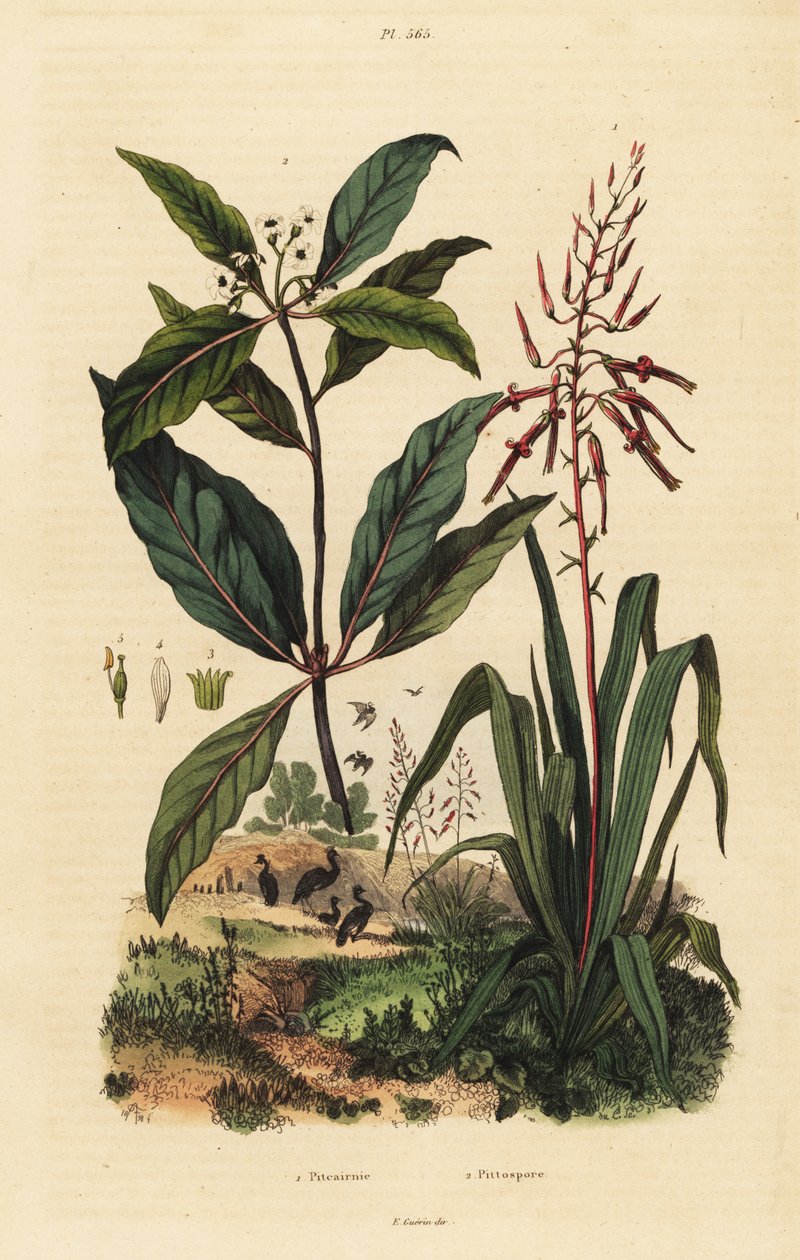Pitcairnia bifrons 1 ve Viktorya dönemi gişe ağacı, Pittosporum undulatum 2 by Unbekannt