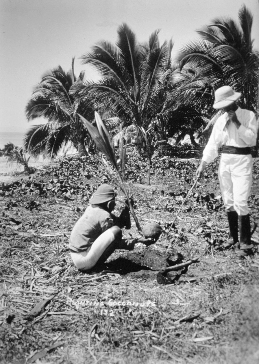 Hindistan cevizi ekimi, Solomon Adası, Fiji, 1905 by Unbekannt