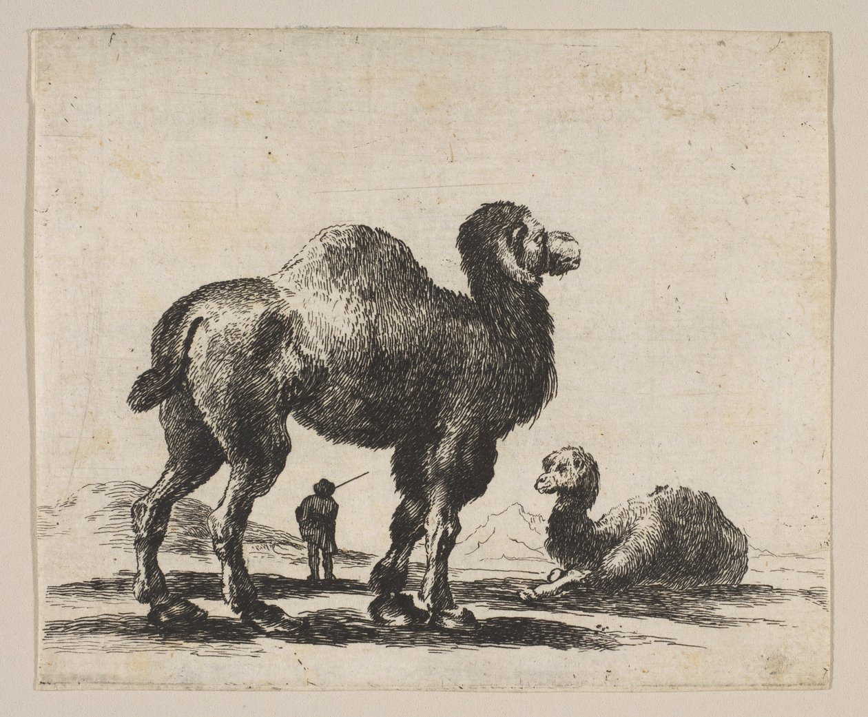 Levha 17: Çeşitli hayvanlardan develer Diversi animali, 1641