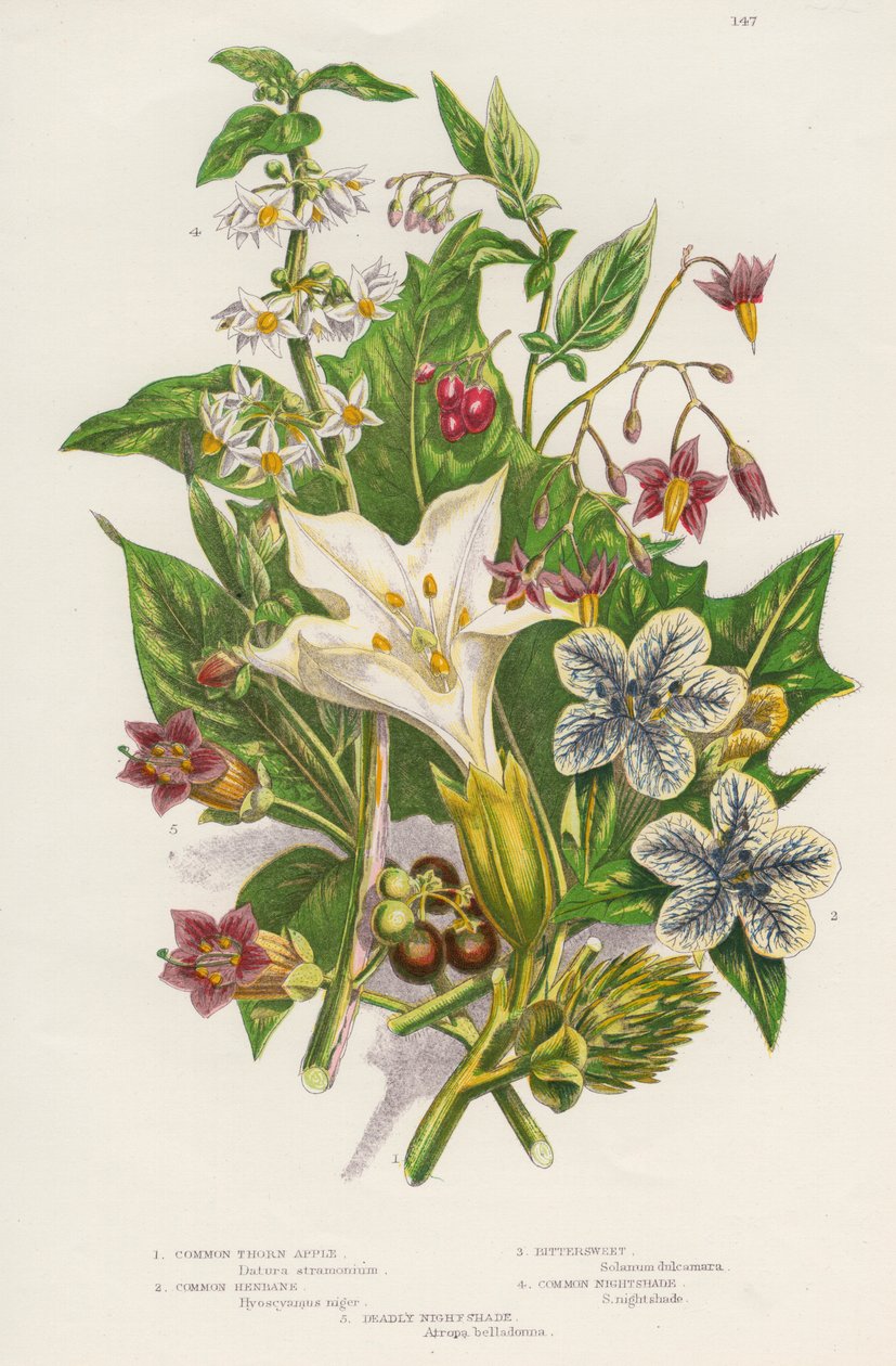 Zehirli bitkiler, c1885 by Unbekannt