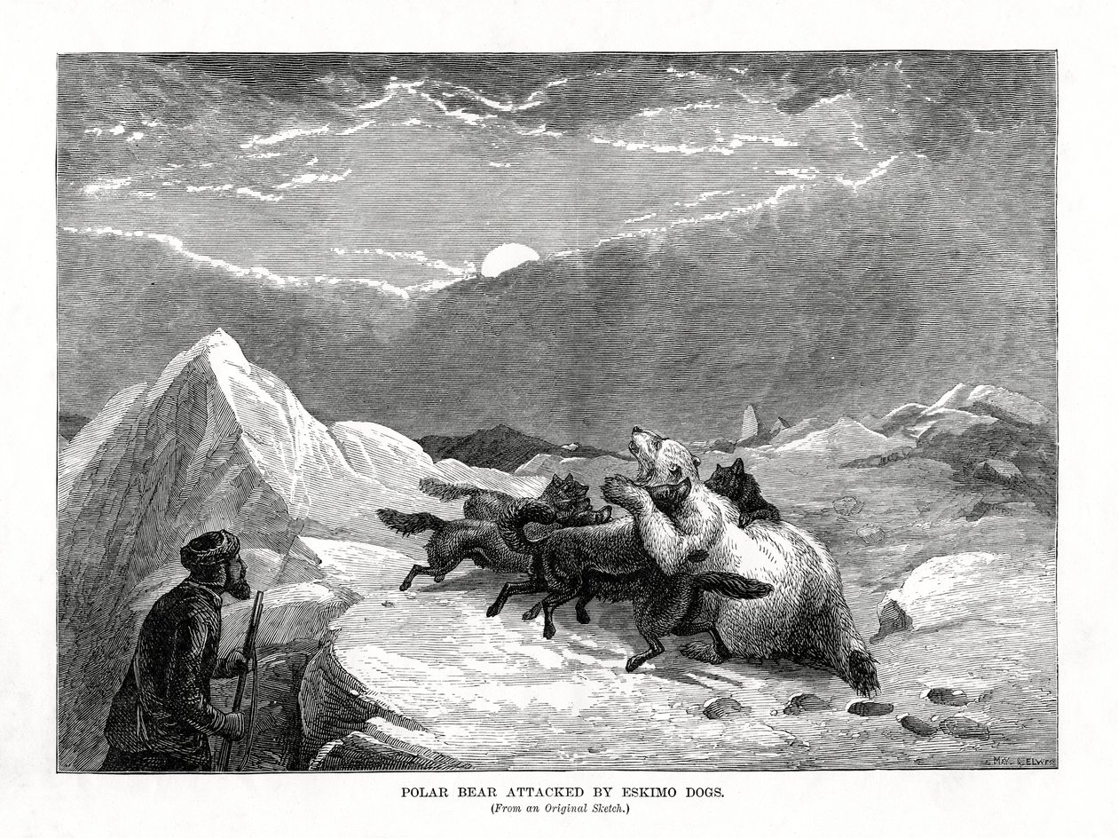 Kutup Ayısı Eskimo Köpeklerinin Saldırısına Uğradı, 1877 by Unbekannt