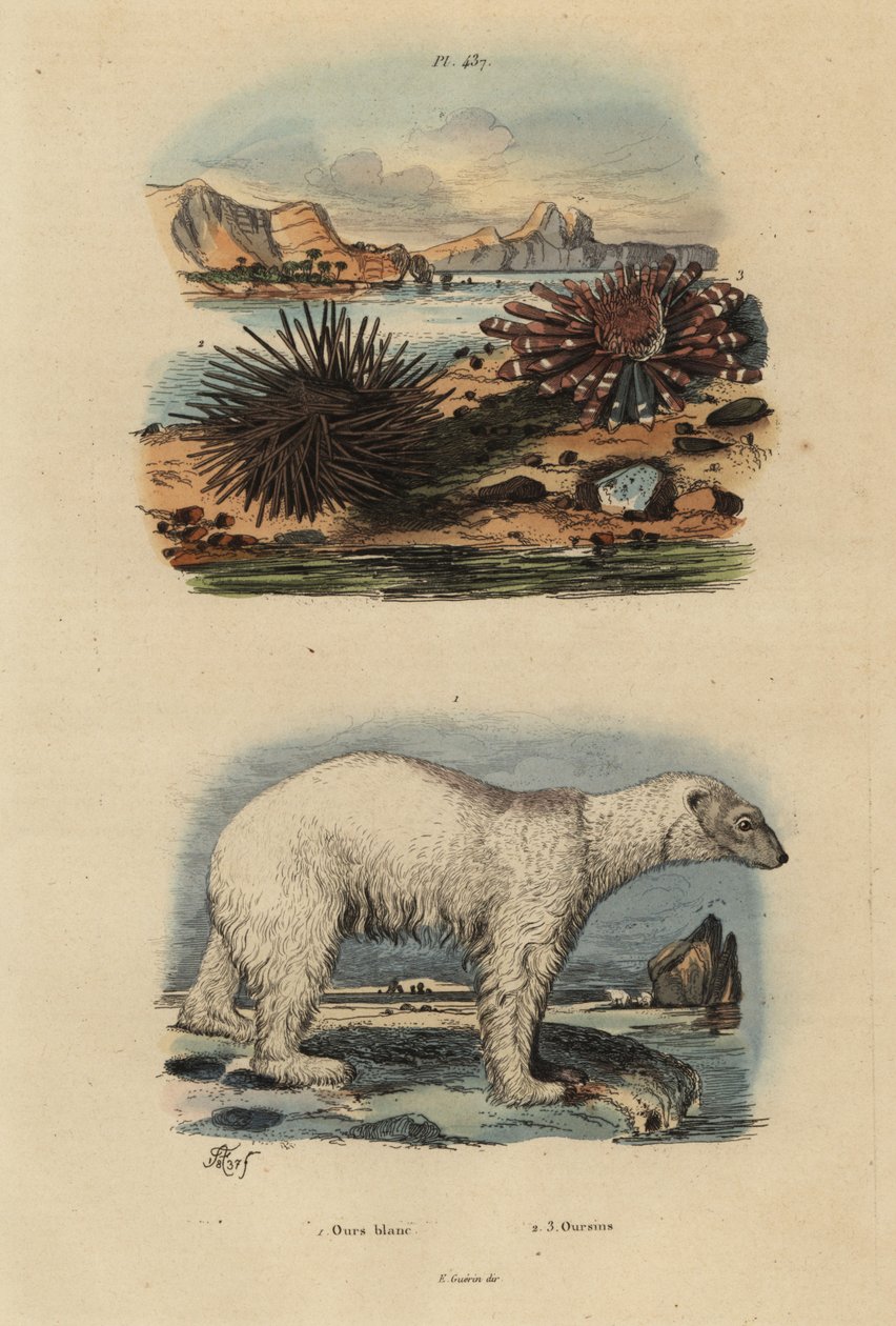 Kutup ayısı, Ursus maritimus 1, savunmasız, yenilebilir deniz kestanesi, Echinus esculentus 2 ve kırmızı kalem kestanesi, Heterocentrotus mammillatus 3 by Unbekannt