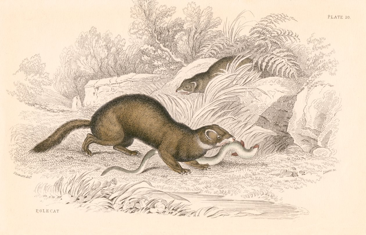 Polecat Mustela putorius, gelincik ailesinin bir üyesi, 1828 by Unbekannt