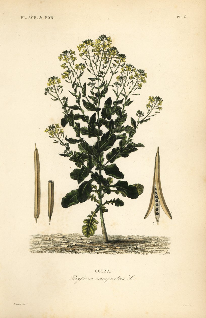 Polonya kanola veya kanola yağı tesisi, Brassica rapa, Brassica campestris, Colza by Unbekannt