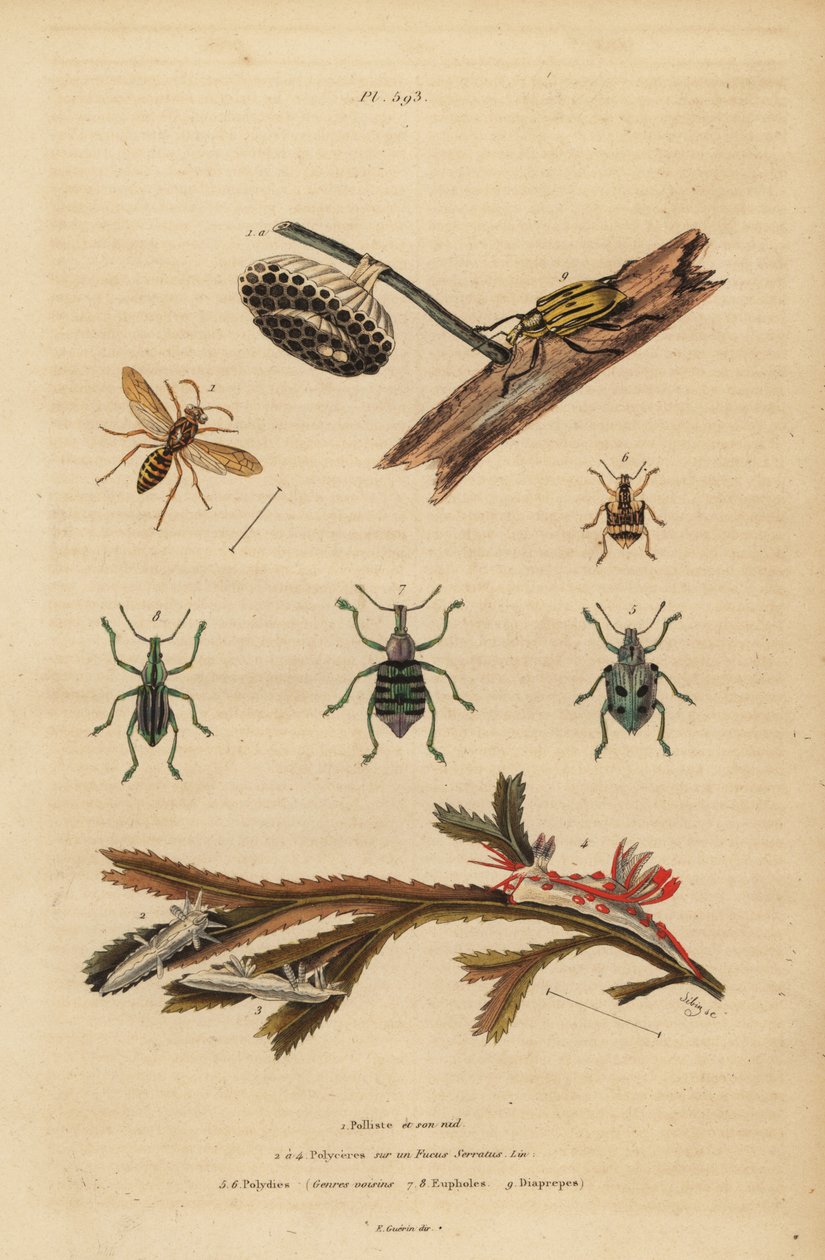 Polistes gallicus, kağıt yaban arısı ve yuva, mavi bit, Eupholus schoenherri, kök biti, Diaprepes abbreviatus, Polycera deniz salyangozları, Ancula gibbosa, Atlantik ancula, deniz yosunu üzerinde by Unbekannt