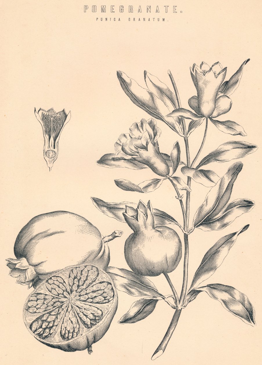 Nar, c19. yüzyıl by Unbekannt