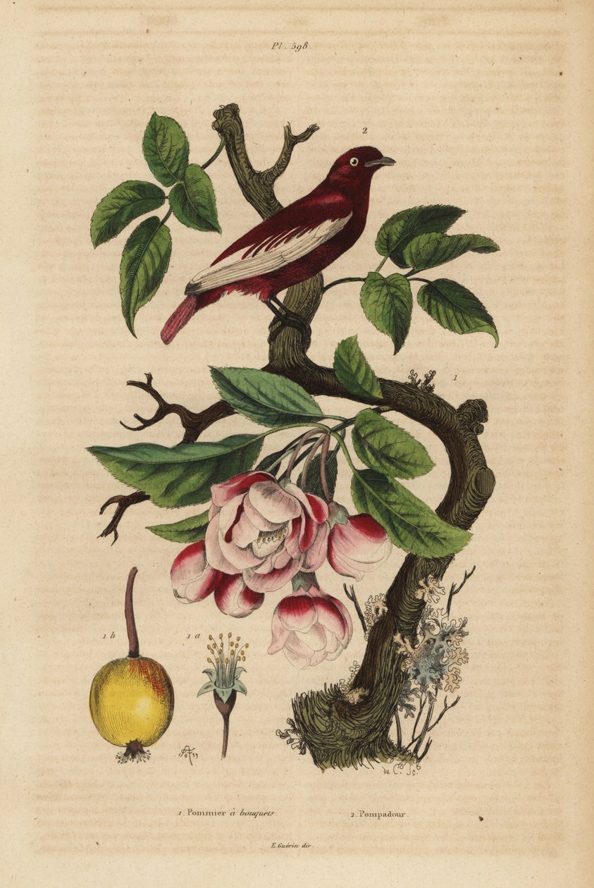 Pompadour cotinga, Xipholena punicea, bir elma ağacında, Malus pumila, meyve, çiçek Pompadour ve buketlerle elma ağacı by Unbekannt
