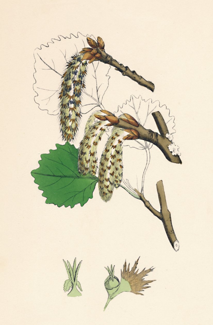 Populus tremula. Aspen, 19. Yüzyıl by Unbekannt