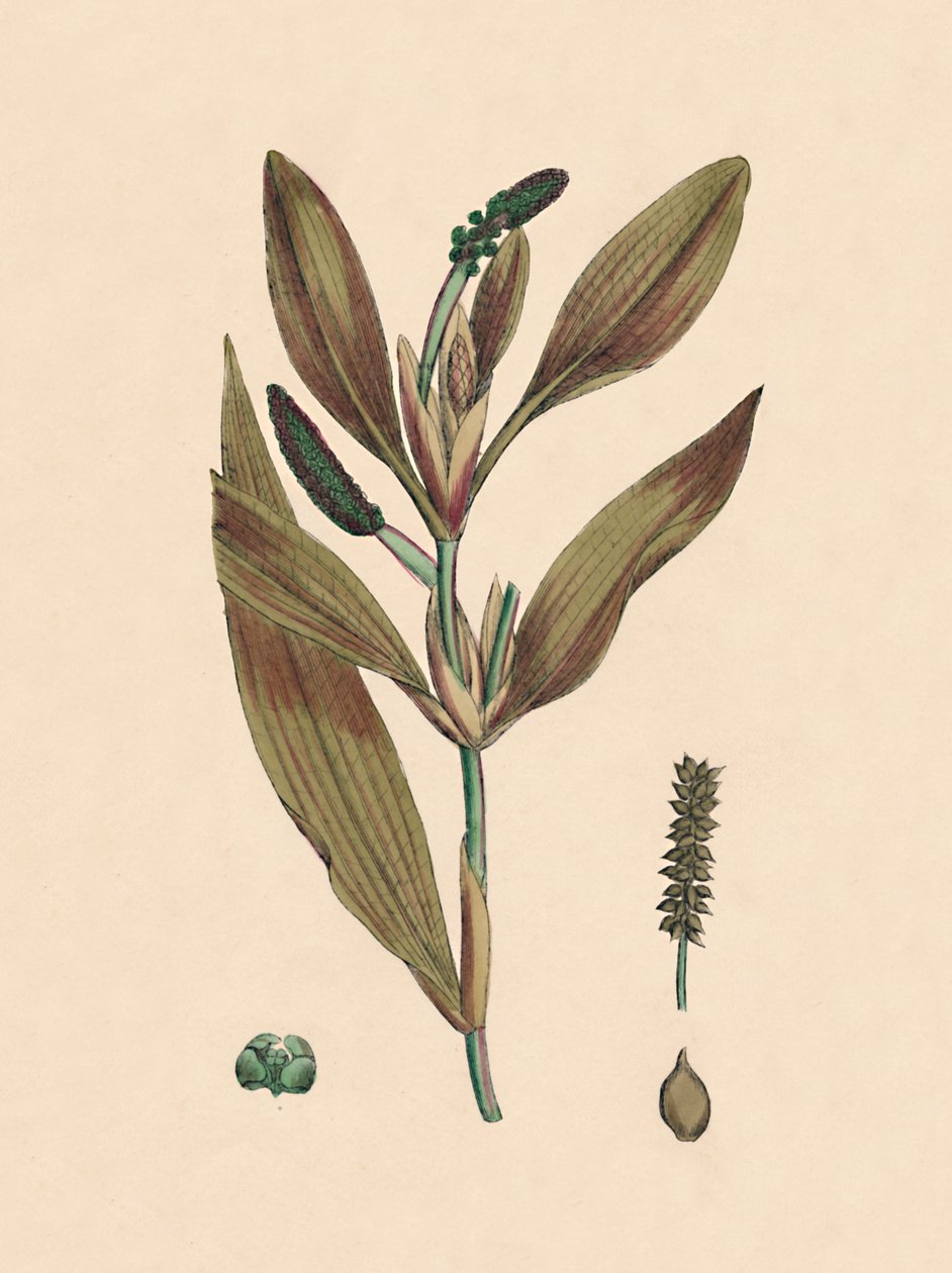 Potamogeton rufescens. Kırmızımsı Pondweed, 19. Yüzyıl by Unbekannt