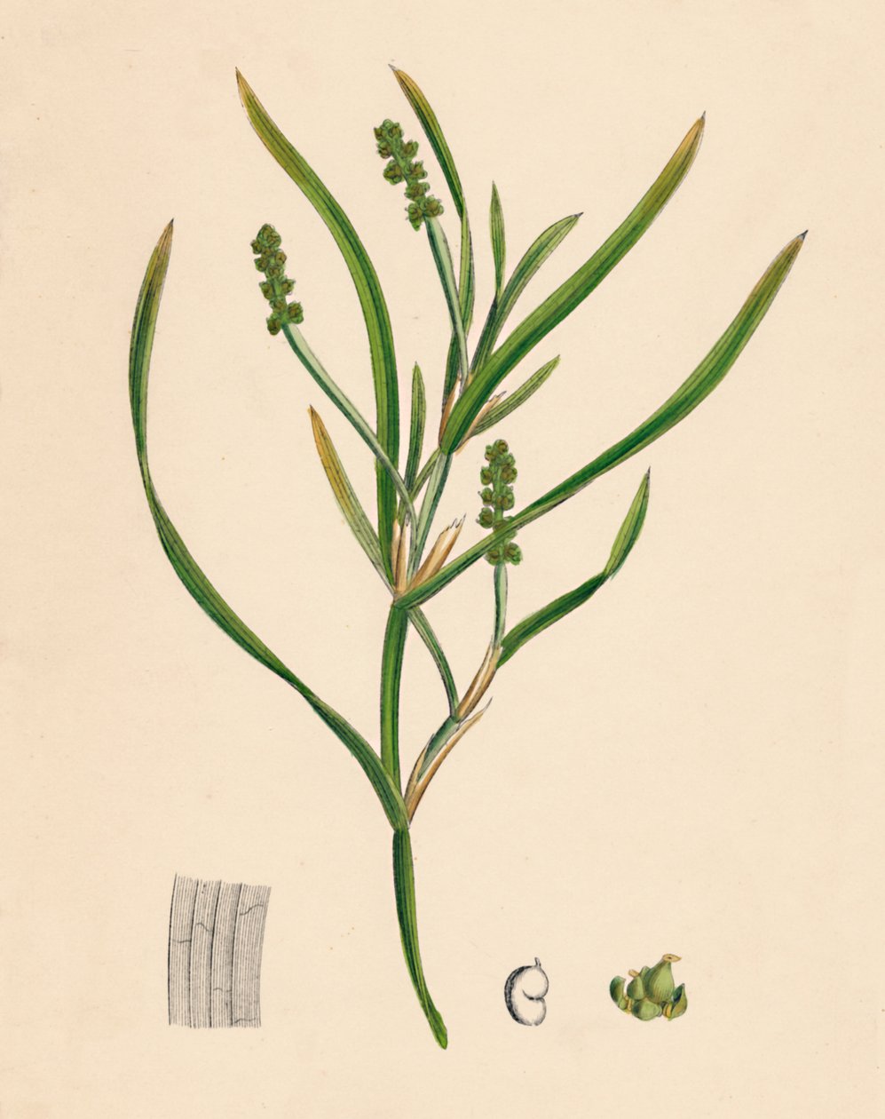 Potamogeton zosterifolius. Çimenli yapraklı Pondweed, 19. yy by Unbekannt