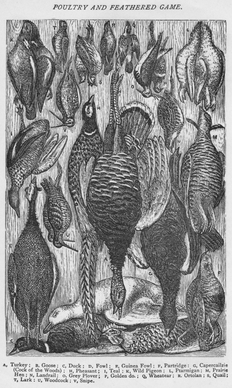 Kümes Hayvanları ve Tüylü Oyun, 1907 by Unbekannt