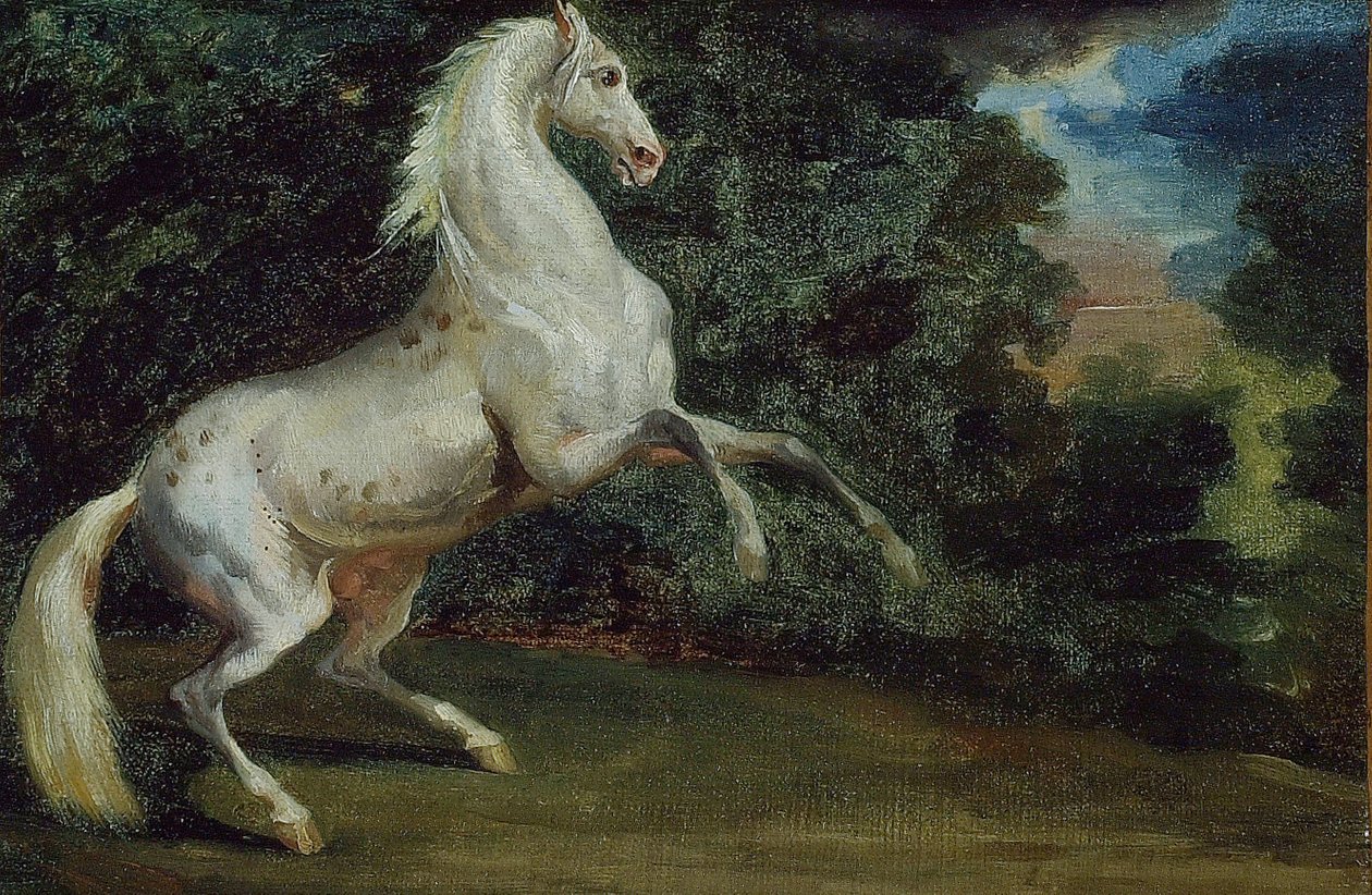 Şahlanan At, 180812. by Unbekannt