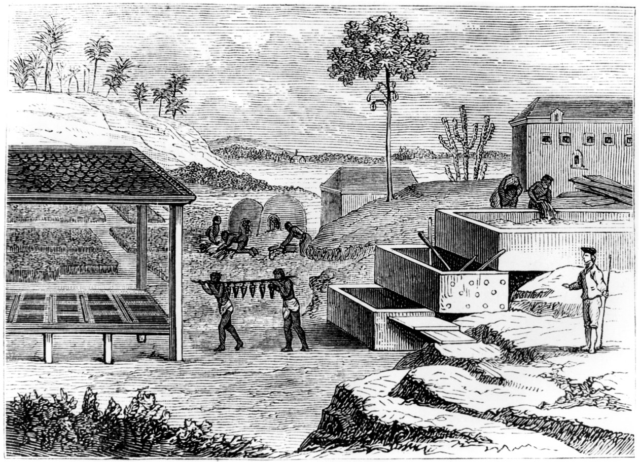 İndigo hazırlanıyor, Santo Domingo, 1873 by Unbekannt