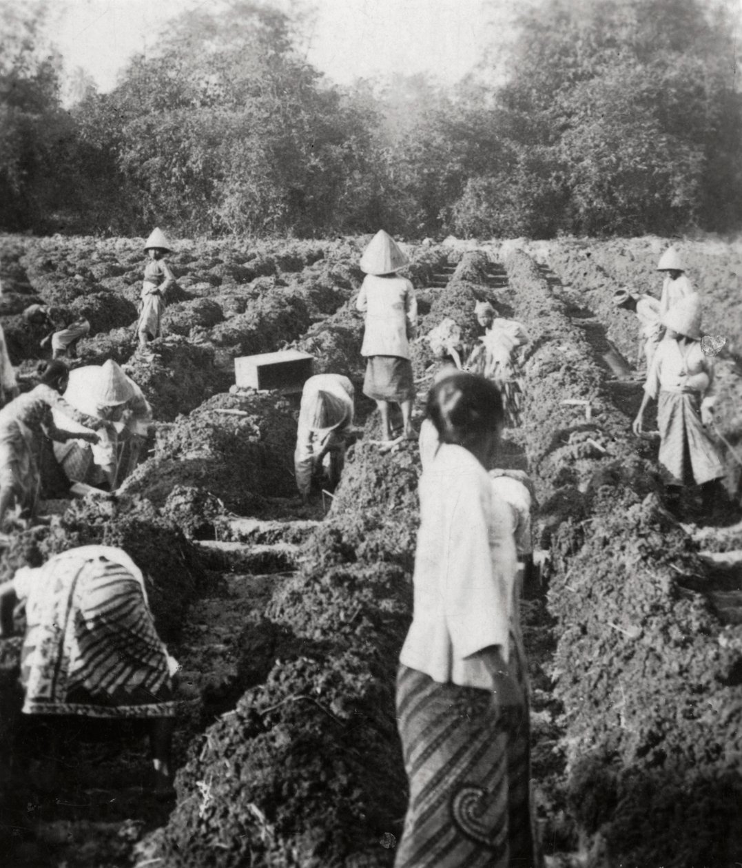 Bir şeker plantasyonunda sulama kanallarının hazırlanması, Java, Hollanda Doğu Hint Adaları, 1927 by Unbekannt
