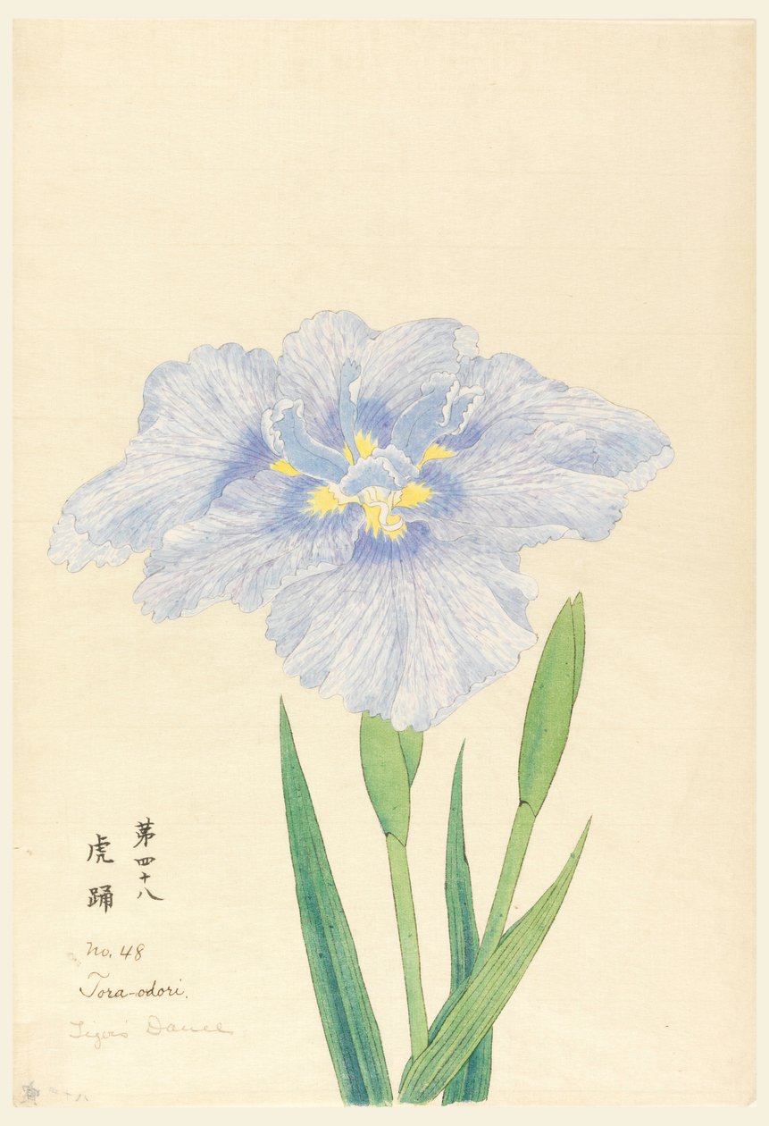 Baskı, Kaplanın Dansı (Tora-Odori), No. 48 by Unbekannt