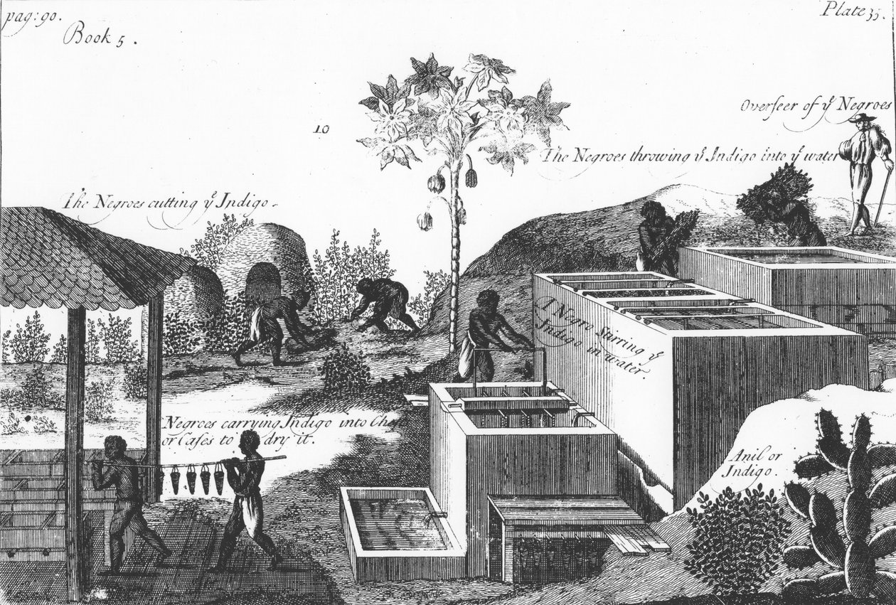 Köle emeğiyle indigo boya üretimi: Batı Hint Adaları veya Orta Amerika, 1725 by Unbekannt