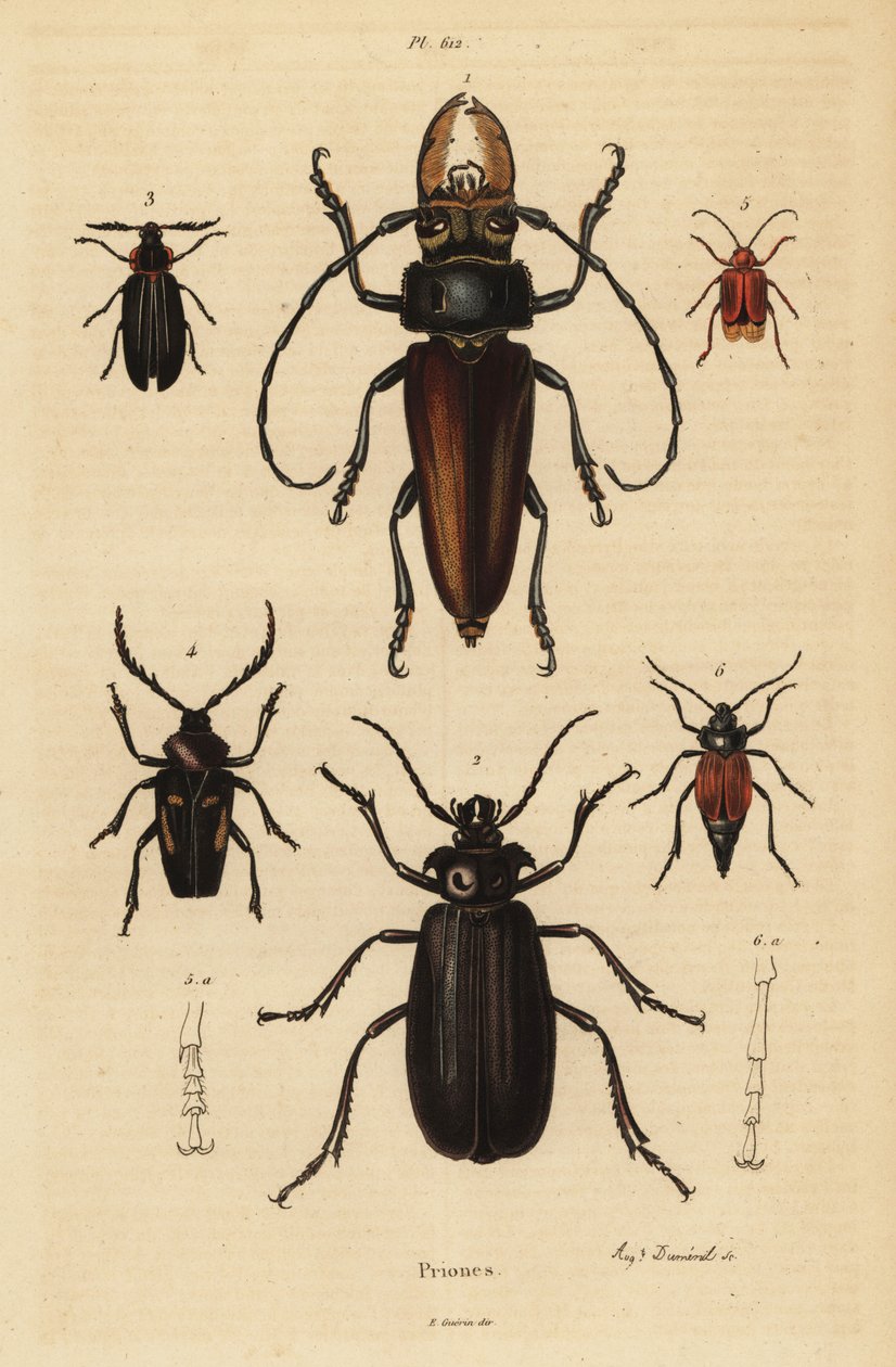 Psalidognathus friendii 1, Yılanın Annesi, Acanthinodera cumingii 2, Allocerus dilaticorne 3, Callipogos barbatus 4, Anacolus sanguineus 5 ve Prionus flavipennis 6 by Unbekannt