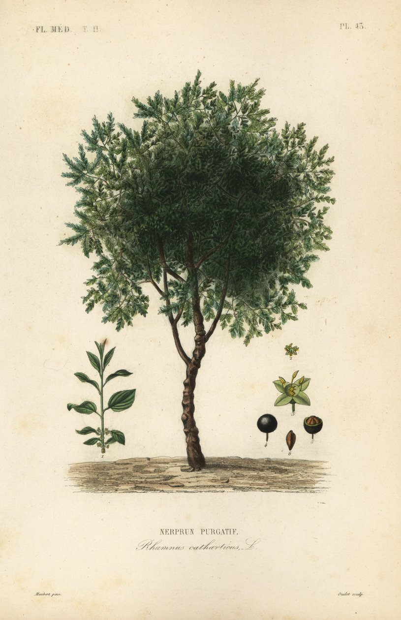 Cehri ağacı temizleme, Rhamnus cathartica, Rhamnus catharticus, Nerprun purgatif by Unbekannt