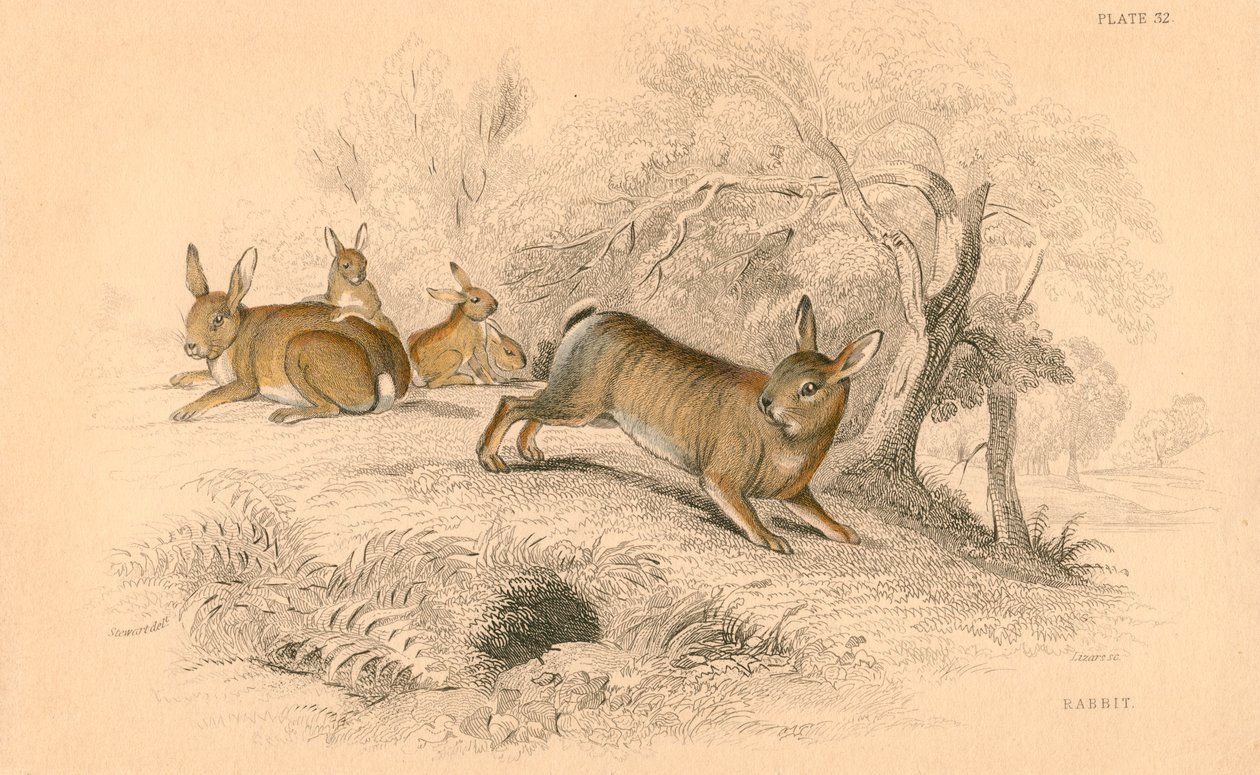 Tavşan Oryctolagus cuniculus, 1828 by Unbekannt