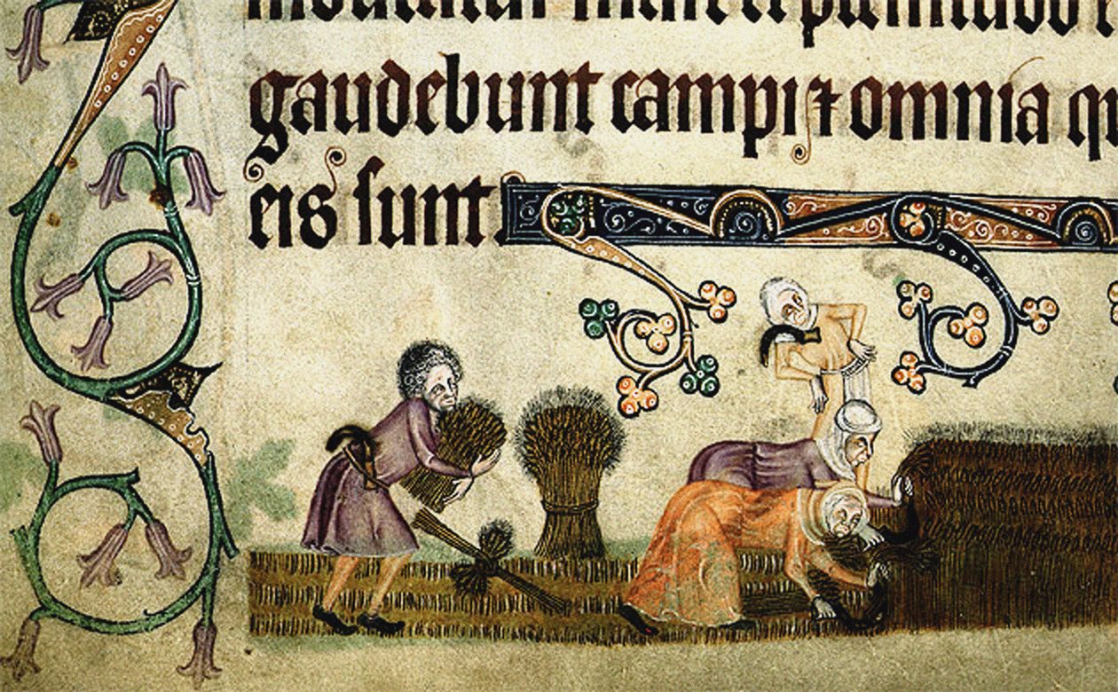 Hasat ve bağlama demetleri Luttrell Psalter