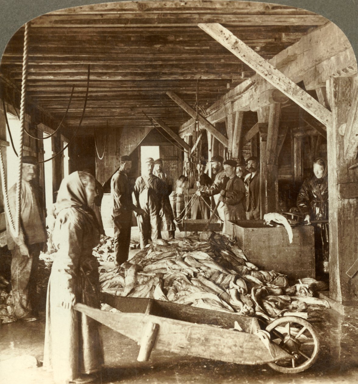 Deniz gemilerinden balık alma ve ihracat için paketleme - balık deposu, Aalesund, Norveç, c1905. by Unbekannt
