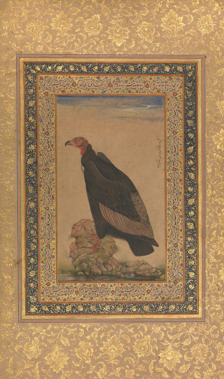 Kızıl Başlı Akbaba, Shah Jahan Albümünden Folyo, recto ve verso: 19. yüzyılın başları. by Unbekannt