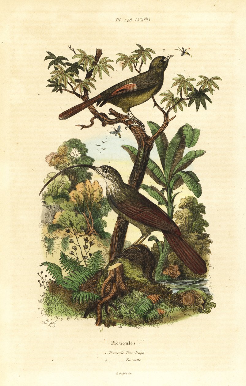 Kırmızı gagalı tırpan, Campylorhamphus trochilirostris ve olivalı ağaç sarmaşığı, Sittasomus griseicapillus by Unbekannt