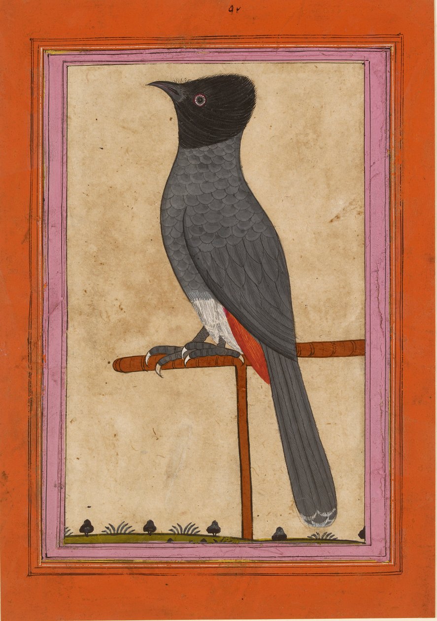 Kırmızı havalandırmalı Bülbül, 19. yüzyılın başlarında by Unbekannt