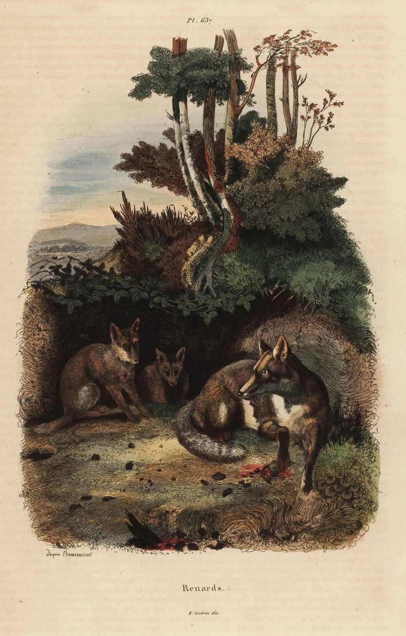 Kızıl tilkiler, Vulpes vulpes, bir inin dışında by Unbekannt