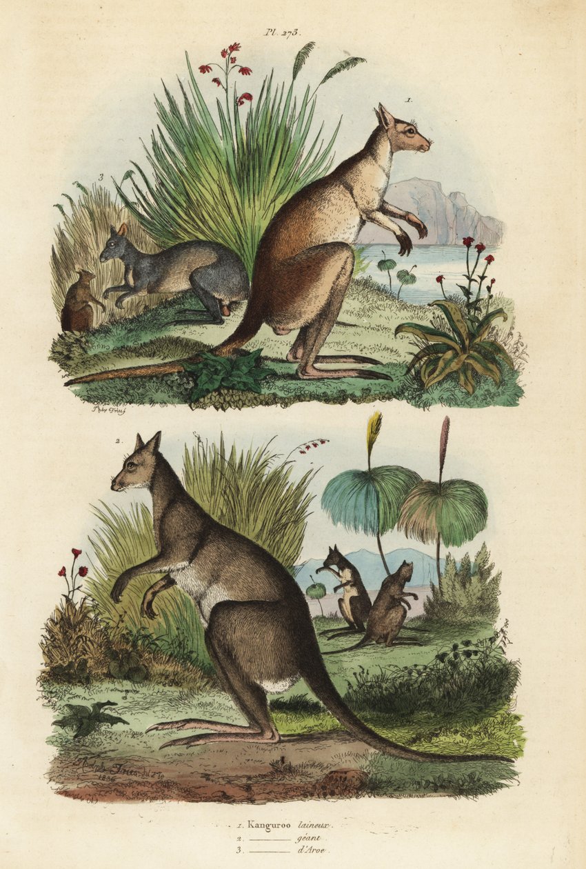 Kırmızı kanguru, Macropus rufus 1, doğu gri kanguru, Macropus giganteus 2 ve esmer kanguru, Thylogale brunii 3 by Unbekannt