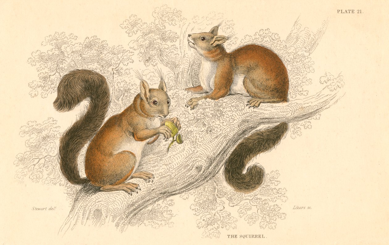 Kızıl sincap Sciurus vulgaris, ağaçta yaşayan, Avrupa ve Asya