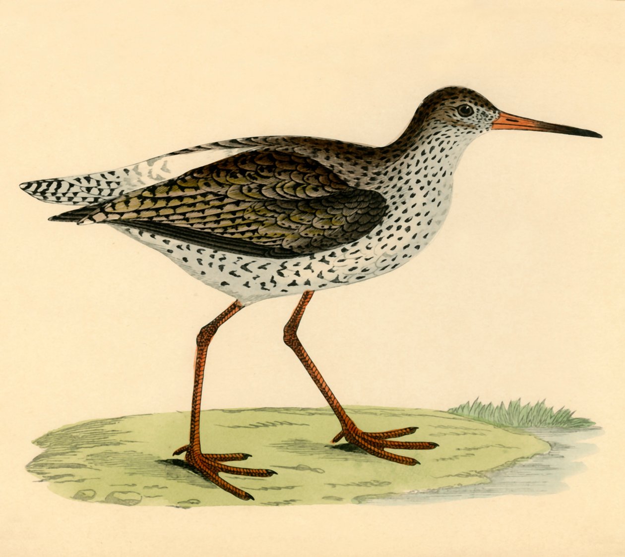 Redshank, 19. yüzyılın sonlarında. by Unbekannt