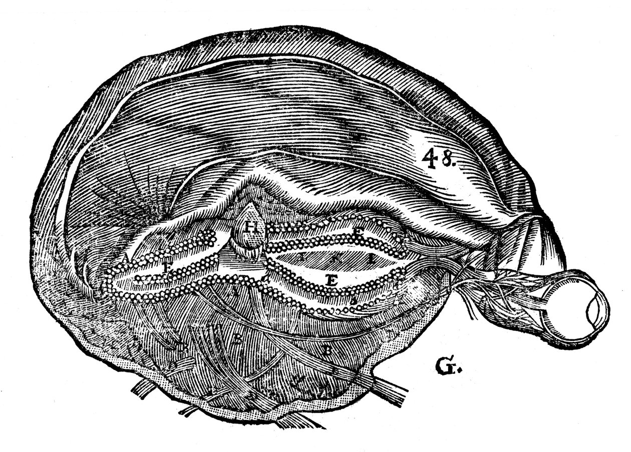 Rene Descartes insan beyni ve gözünün diyagramı, 1692 by Unbekannt