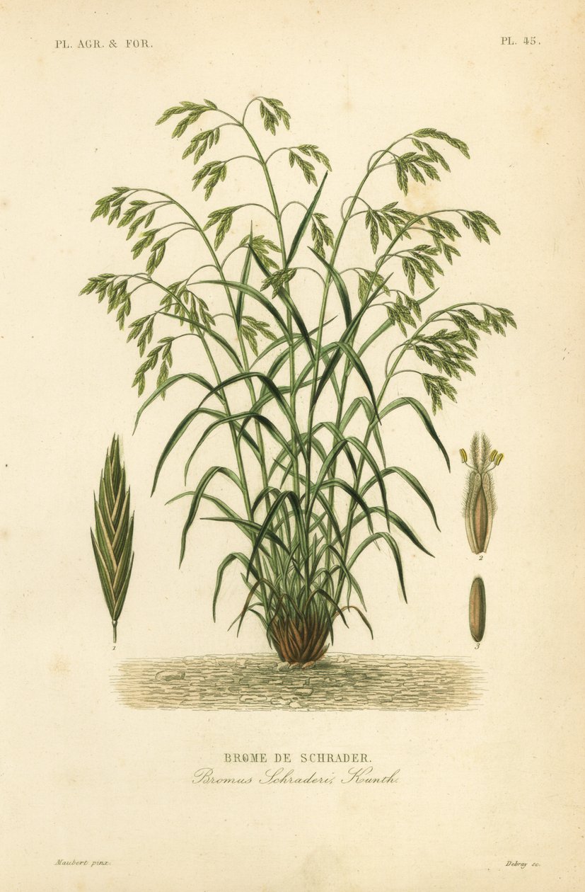 Rescuegrass veya Schrader
