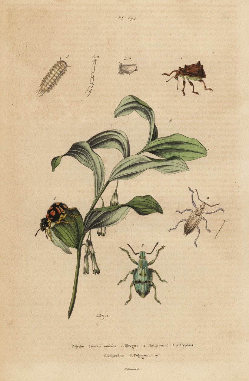 Rhigus, Platyoma ve Cyphus bitleri, kıllı kırkayak, Polyxenus lagers ve Kral Süleyman