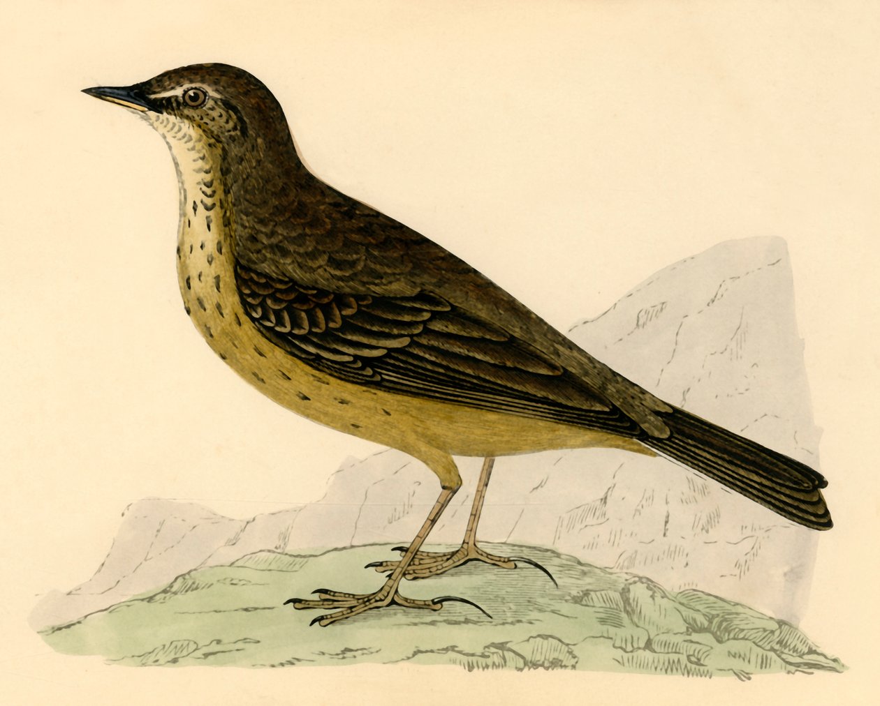 Rock Pipit, 19. yüzyılın sonlarında. by Unbekannt