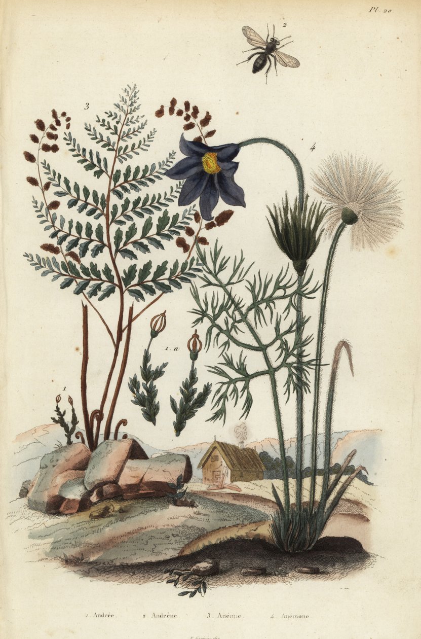 Kaya yosunu, Andraea rupestris 1, maden arısı, Andrena agilissima 2, çiçekli eğrelti otu, Anemia adiantifolia 3 ve pasque çiçeği, Anemone pulsatilla 4 by Unbekannt