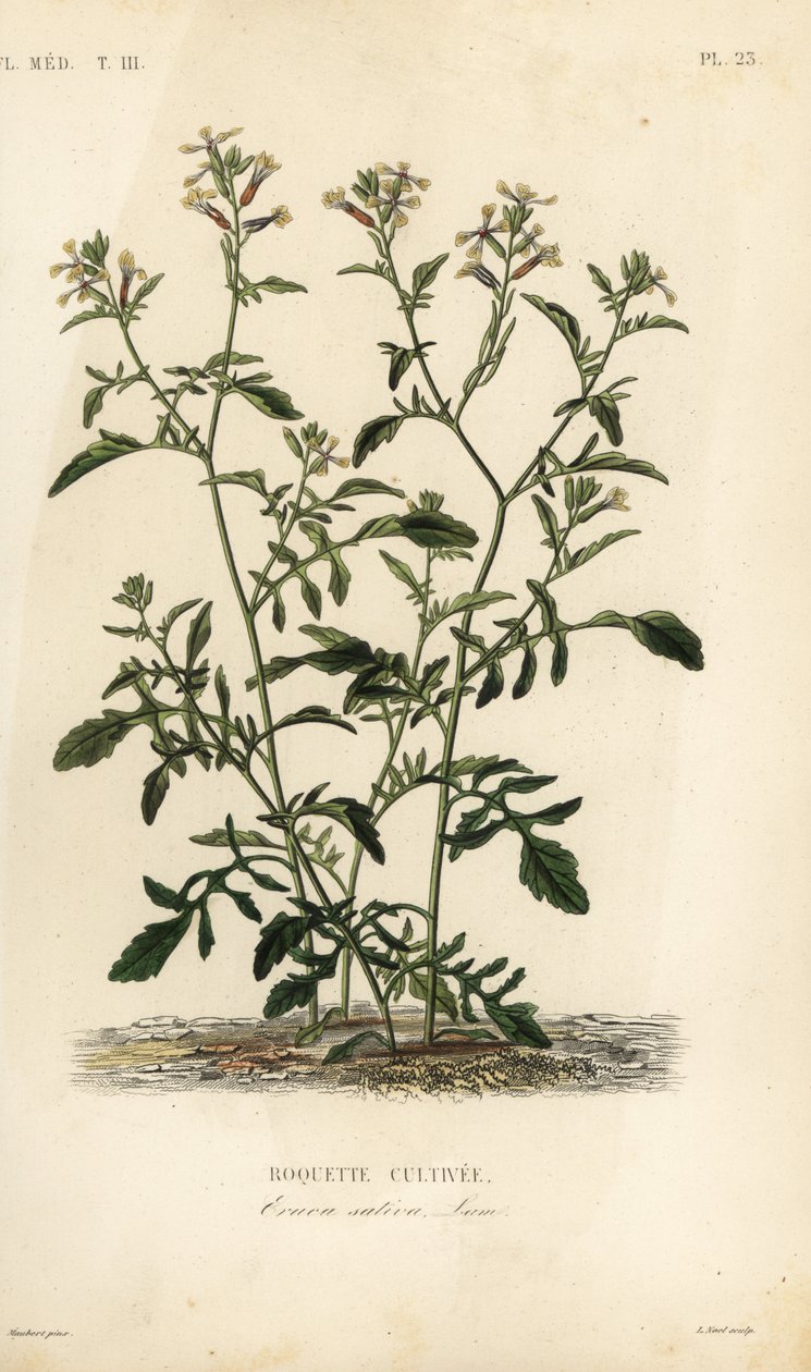 Roket veya roka, Eruca vesicaria, Eruca sativa, Roquette cultivee by Unbekannt